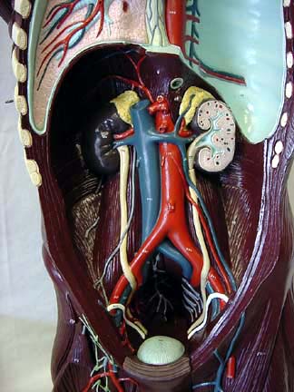 Parede Abdominal
