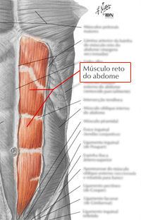 Músculo grande recto do abdómen